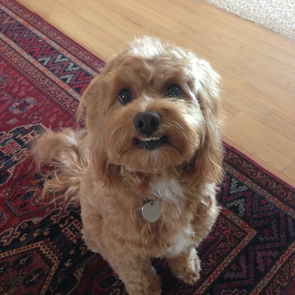 Meet your Posher, Dara - Picture 4 of 7